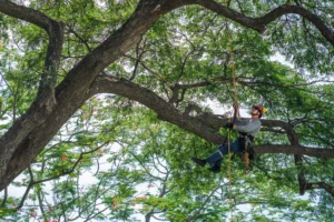 บริการตัดไม้ใหญ่ SO GREEN สยามราชธานี